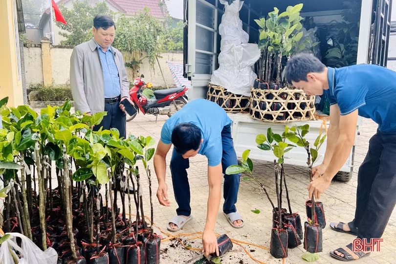 Hương Sơn hỗ trợ 2.747 giống cây ăn quả cho người dân