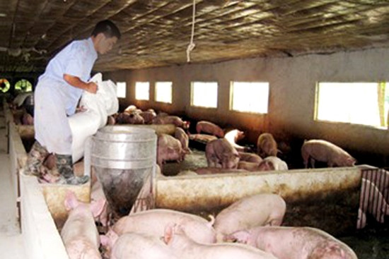 Phát hiện 7 công ty sản xuất thức ăn chăn nuôi chứa chất cấm ảnh 1