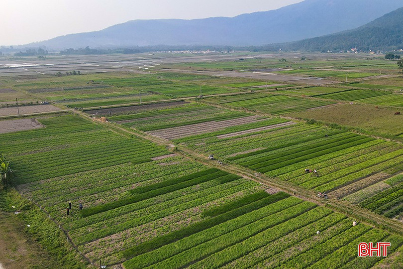 Xã Thiên Lộc được xem là "vựa hành" của Hà Tĩnh với 110 ha đất trồng hành, kiệu. bqbht_br_adji-fly-20250107-153042-901-1736238653896-photo.jpg