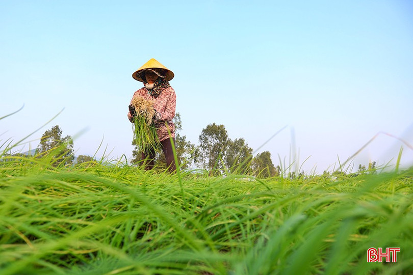 Người dân hy vọng những ngày tới giá cả sẽ khả quan hơn để yên tâm đón Tết. bqbht_br_aimg-5608.jpg