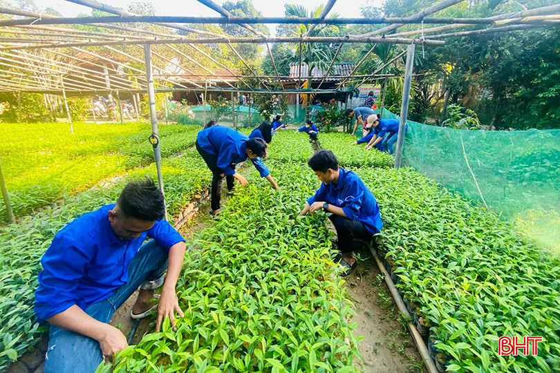 Đoàn xã Hương Liên hỗ trợ thanh niên chăm sóc, phát triển mô hình kinh tế "Vườn ươm cây gió trầm" ở địa phương. bqbht_br_461749177-557882686774620-6424285740639308014-n.jpg