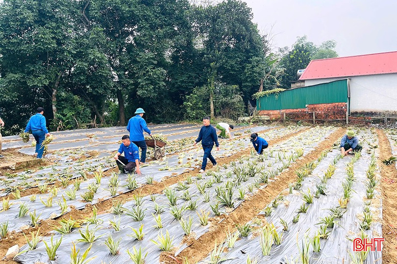 ĐVTN ra quân hỗ trợ người dân trồng dứa Cayen tại xã Đức Giang (huyện Vũ Quang). bqbht_br_ab36ea468-0c7c-49ee-94b1-02d5c0a42500.jpg