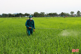 Nông dân Đức Thọ bám đồng, phòng trừ sâu bệnh gây hại lúa xuân