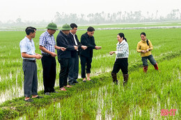 Nông dân Đức Quang đảm bảo an toàn cho gần 1.200 ha lúa xuân