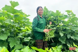 Trồng dâu, nuôi tằm - hướng phát triển kinh tế cho người dân Đức Thịnh