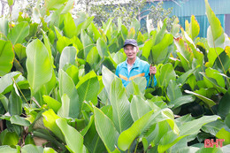 Giá lá dong tăng cao, người dân phấn khởi vào vụ thu hoạch