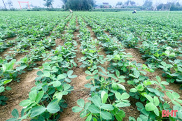 Nhộn nhịp chăm lạc, bón thúc lúa xuân ở Đức Quang