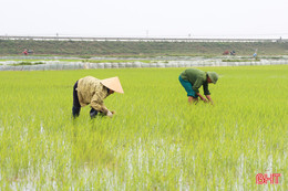 Nông dân Đức Thọ tập trung chăm sóc lúa, hoa màu vụ xuân