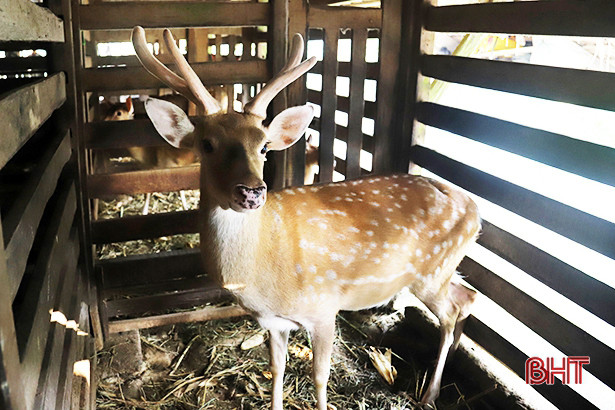 Huyện nuôi nhiều hươu nhất Hà Tĩnh ước thu 150 tỷ đồng từ lộc nhung