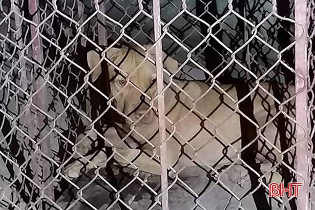 Một nữ lao công ở Hà Tĩnh bị chó tấn công đến nguy kịch