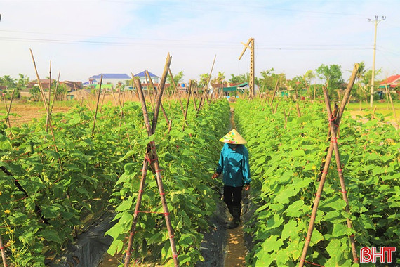 Sắc xanh "gọi" ngày mới trên vựa rau Đông Kinh