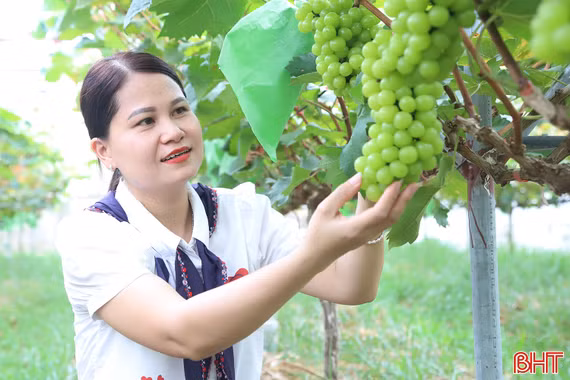 Khám phá vườn nho mẫu đơn ở xã miền núi Hà Tĩnh