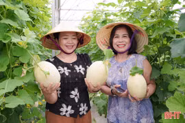 Thích thú trải nghiệm hái dưa lê Nhật bản tại vườn