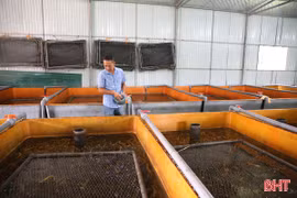 Giá lươn không bùn giảm sâu, người nuôi "tiến thoái lưỡng nan"