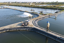 Phường Trần Phú đẩy mạnh phát triển các mô hình nông nghiệp đô thị 