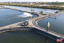 Phường Trần Phú đẩy mạnh phát triển các mô hình nông nghiệp đô thị 