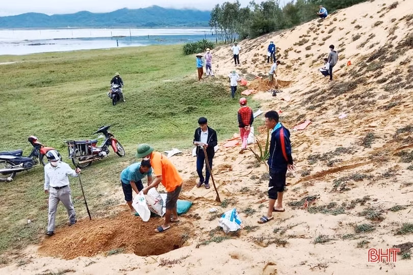 Người dân Lộc Hà tiêu diệt hơn 70 nghìn con chuột để bảo vệ mùa màng