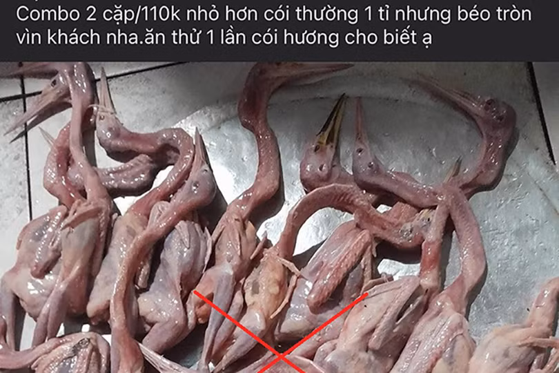 Đăng bán chim trời trên facebook là tiếp tay cho vi phạm pháp luật