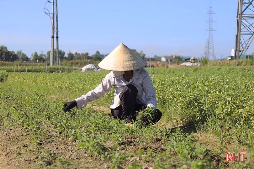 Tranh thủ trời khô ráo, nông dân Hà Tĩnh bám đồng sản xuất vụ đông