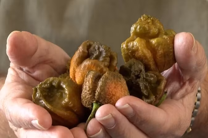 Loại ớt mới lập kỷ lục cay nhất thế giới