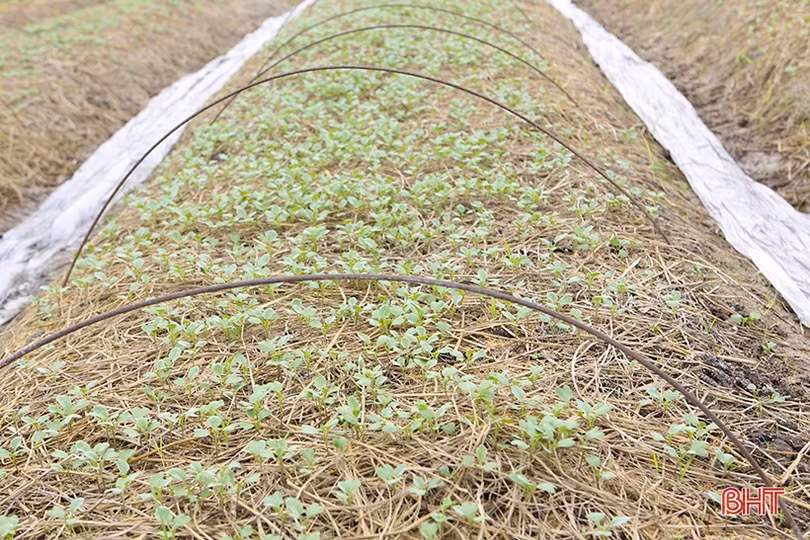 Vựa rau giống lớn nhất Hà Tĩnh sẵn sàng cung ứng hàng triệu cây vụ đông