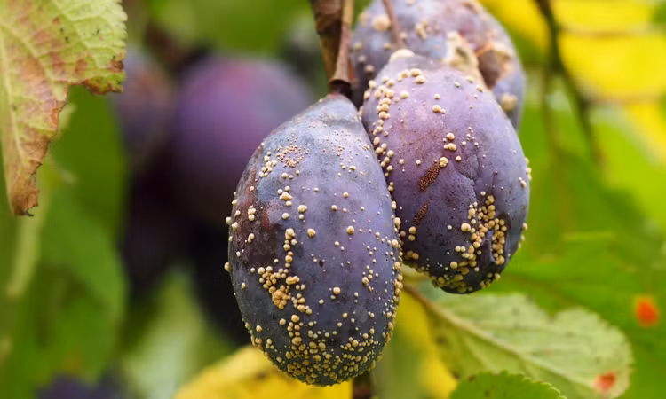 Sữa nhiễm độc tố mycotoxins rất nguy hiểm