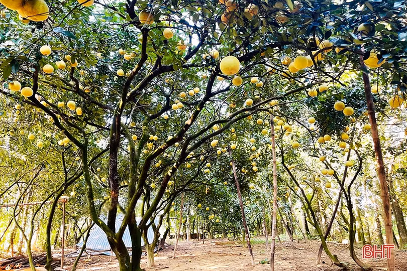 Bưởi Phúc Trạch mang về cho người dân Hương Khê gần 590 tỷ đồng