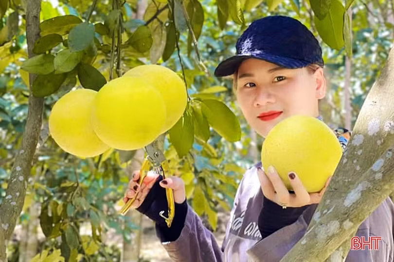 Bưởi Phúc Trạch mang về cho người dân Hương Khê gần 590 tỷ đồng