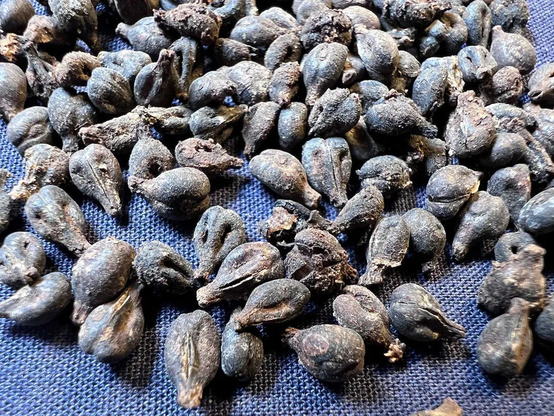 Phát hiện hàng trăm hũ rượu vang 5.000 năm tuổi trong lăng mộ nữ hoàng Ai Cập