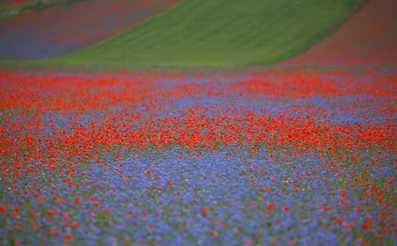 Thảm hoa đẹp như tranh vẽ ở Italy