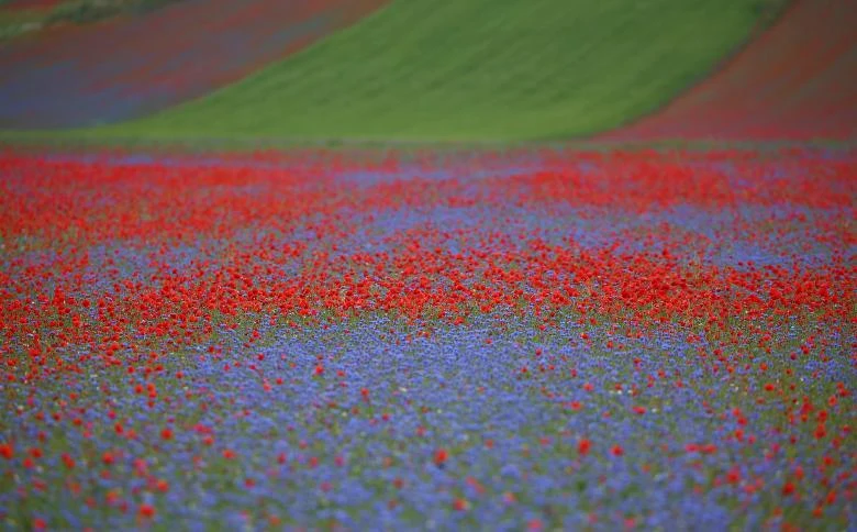 Thảm hoa đẹp như tranh vẽ ở Italy