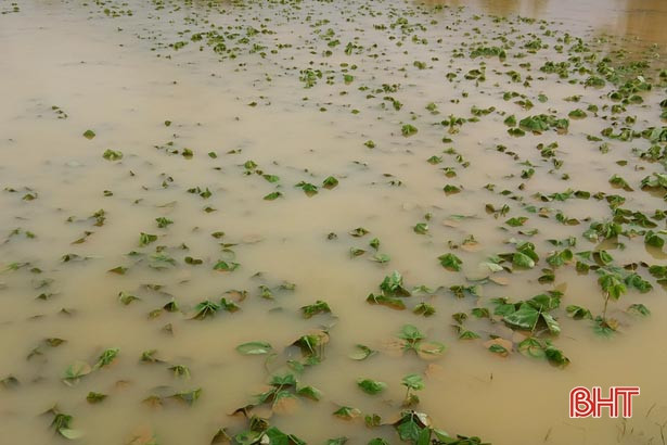 Hơn 2.300 ha lúa hè thu và rau màu ở Đức Thọ bị ngập úng