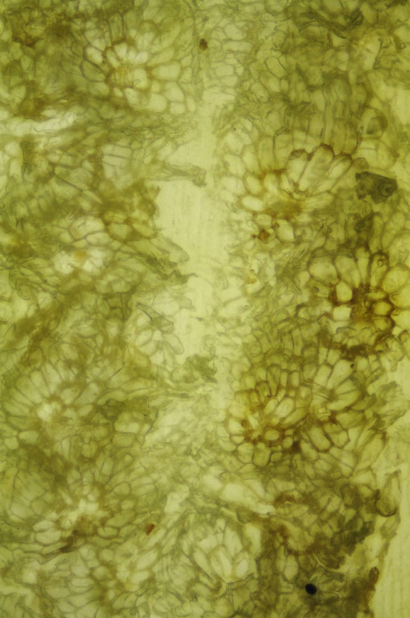 Thế giới sống động dưới lăng kính hiển vi