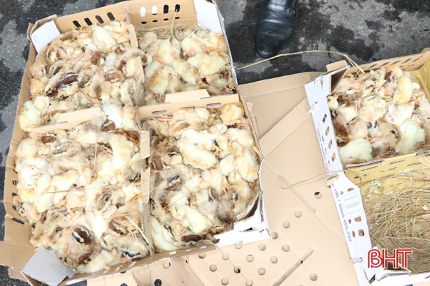 Bắt xe khách vận chuyển trên 2.000 con gà “lậu”