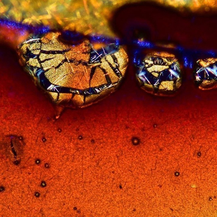 Thế giới sống động dưới lăng kính hiển vi