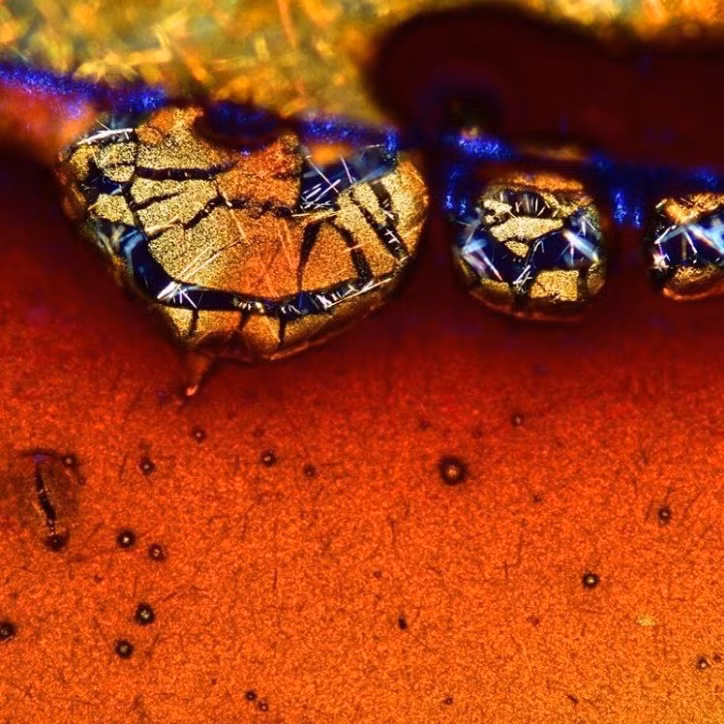 Thế giới sống động dưới lăng kính hiển vi