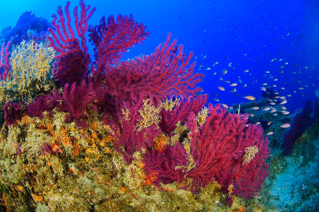 Đẹp “ngạt thở” những khoảnh khắc ấn tượng dưới đáy đại dương