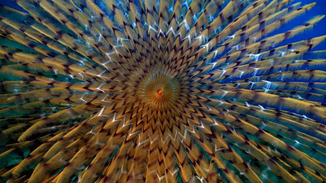 Đẹp “ngạt thở” những khoảnh khắc ấn tượng dưới đáy đại dương