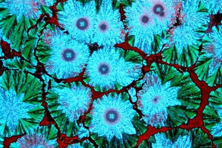 Thế giới sống động dưới lăng kính hiển vi