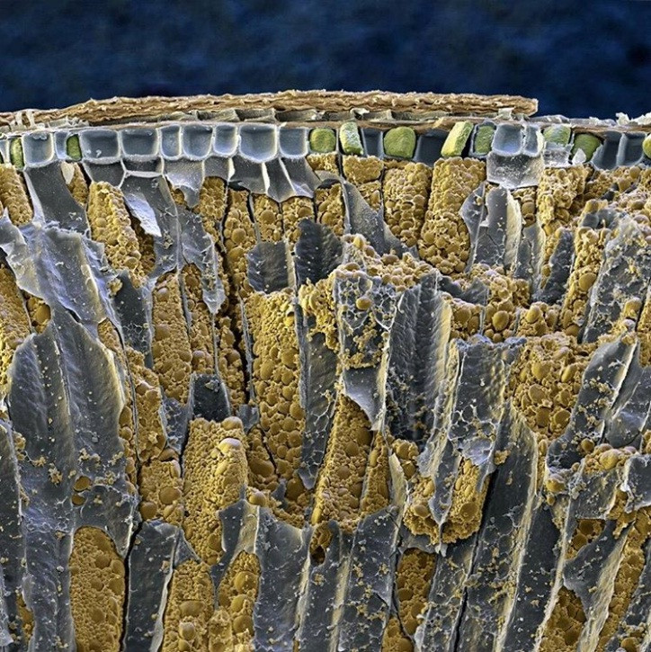 Thế giới sống động dưới lăng kính hiển vi