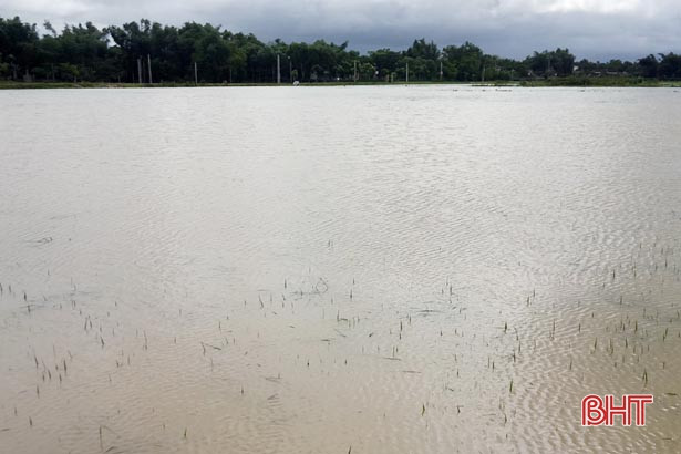 Hơn 2.300 ha lúa hè thu và rau màu ở Đức Thọ bị ngập úng