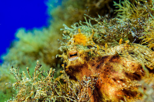 Đẹp “ngạt thở” những khoảnh khắc ấn tượng dưới đáy đại dương