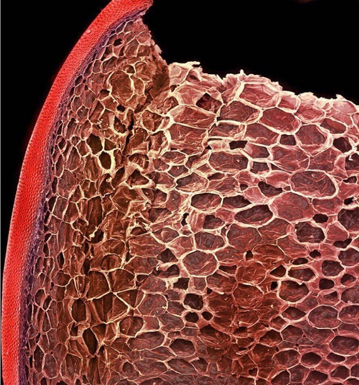 Thế giới sống động dưới lăng kính hiển vi