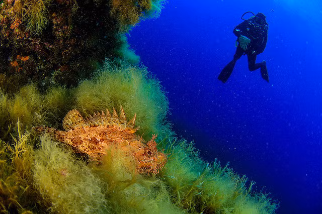 Đẹp “ngạt thở” những khoảnh khắc ấn tượng dưới đáy đại dương