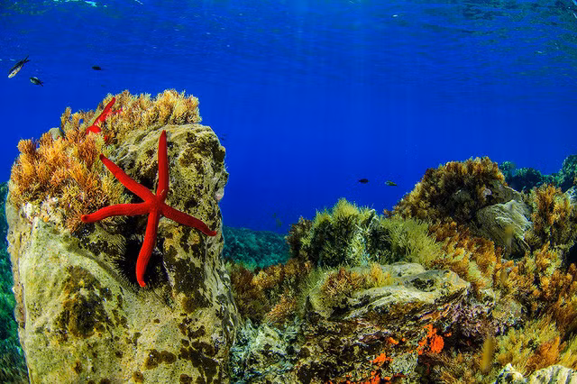 Đẹp “ngạt thở” những khoảnh khắc ấn tượng dưới đáy đại dương