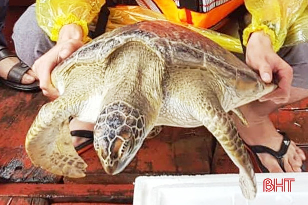 Thả rùa biển nặng 22 kg về với môi trường tự nhiên
