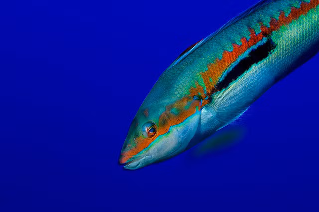 Đẹp “ngạt thở” những khoảnh khắc ấn tượng dưới đáy đại dương