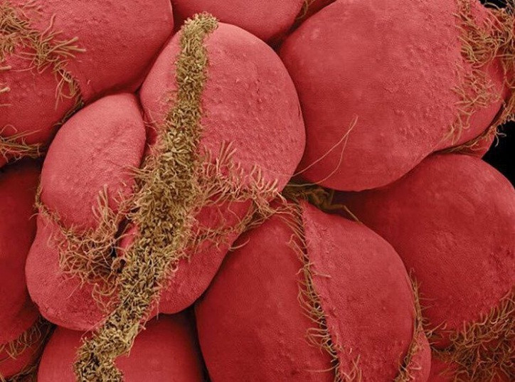 Thế giới sống động dưới lăng kính hiển vi