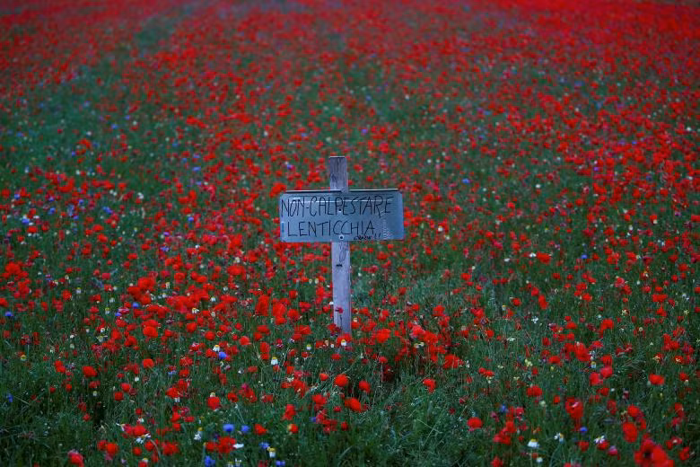 Thảm hoa đẹp như tranh vẽ ở Italy