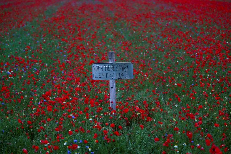 Thảm hoa đẹp như tranh vẽ ở Italy